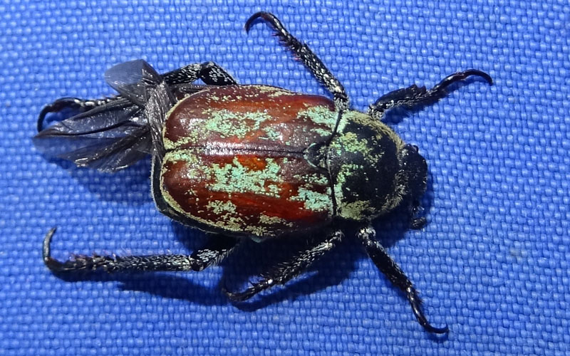 Rutelidae: Hoplia argentea Poda, maschio